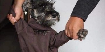 Fray Bigotón: El Perro que se convirtió en monje franciscano
