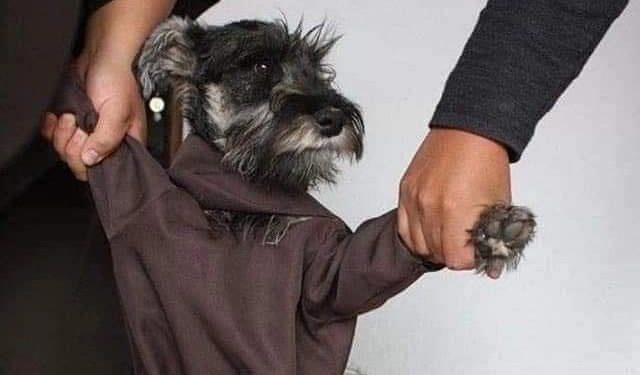 Fray Bigotón: El Perro que se convirtió en monje franciscano