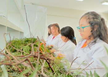 Docentes y estudiantes de la Universidad Nacional San Luis Gonzaga desarrollan repelente natural contra el dengue