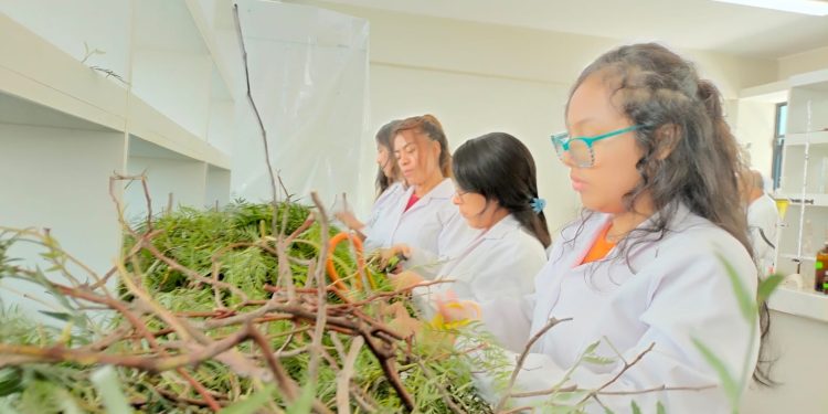 Docentes y estudiantes de la Universidad Nacional San Luis Gonzaga desarrollan repelente natural contra el dengue