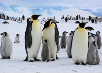 Científicos investigan muerte masiva de pingüinos antárticos por gripe aviar