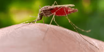 Reportan cerca de 8.500 casos de malaria en Loreto, con dos decesos registrados