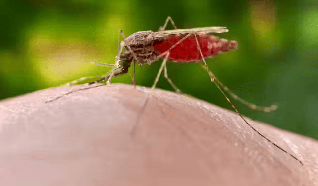 Reportan cerca de 8.500 casos de malaria en Loreto, con dos decesos registrados