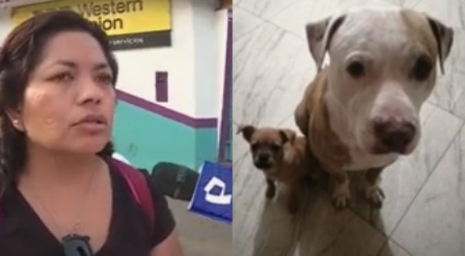 Pagan S/ 500 para trasladar a perrito de Lima a Piura y llega muerto