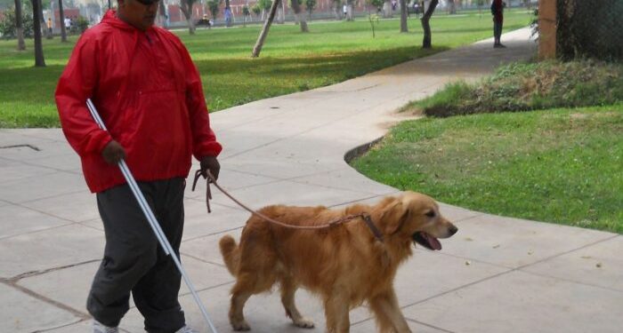 Perros guía de personas invidentes tienen acceso libre a lugares públicos y privados