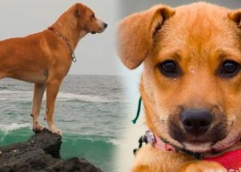 ‘Vaguito’ se convierte en la película más vista del año en Perú a pesar de su bajo presupuesto