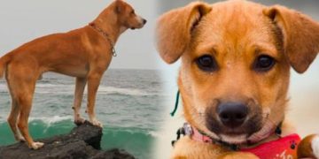 ‘Vaguito’ se convierte en la película más vista del año en Perú a pesar de su bajo presupuesto