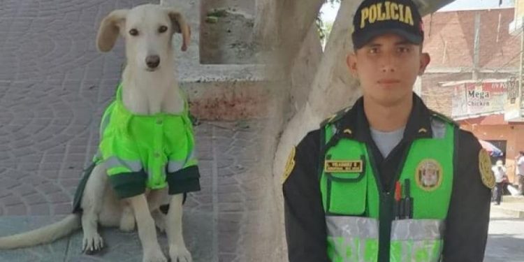 Perrito callejero adoptado se convierte en el nuevo aliado de la ley en Piura