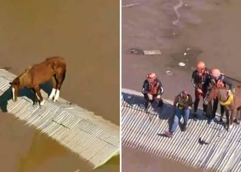 Caballo varado en el techo de una casa es rescatado por el Ejército de Brasil