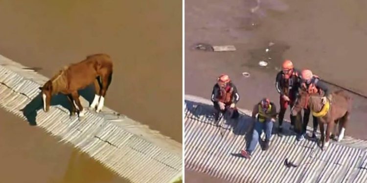 Caballo varado en el techo de una casa es rescatado por el Ejército de Brasil