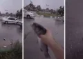 Extraordinaria lluvia de peces sorprende a la población de Irán