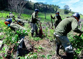 Exitosa erradicación de cultivos ilegales de hoja de coca en el Alto Huallaga