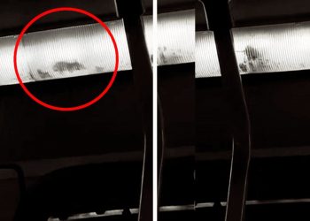 Rata intrépida se convierte en inesperado pasajero viral en bus de Lima