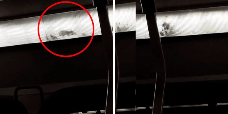 Rata intrépida se convierte en inesperado pasajero viral en bus de Lima