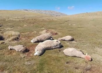 Ganado en sierra central y sur en riesgo de enfermedades respiratorias