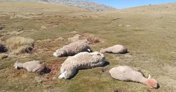 Ganado en sierra central y sur en riesgo de enfermedades respiratorias