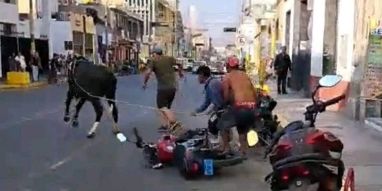 Ica: Vaca escapa y causa caos en plena plaza de armas