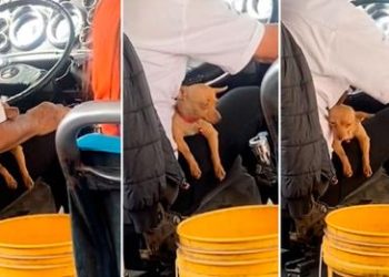 Chofer enternece las redes al trabajar acompañado de su perrito