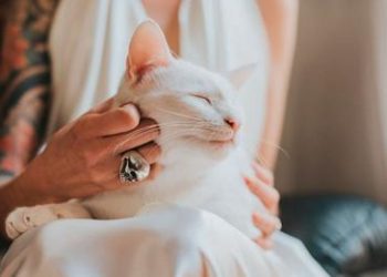 Novia cancela su boda porque su prometido perdió a su gato