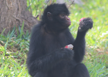 Día del Padre: Parque de las Leyendas ofrece entrada gratuita a 200 papás