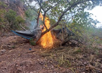 Interdictan más de 100 mil plantones de cannabis sativa en Ayacucho