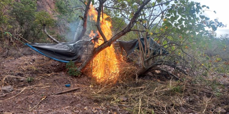 Interdictan más de 100 mil plantones de cannabis sativa en Ayacucho