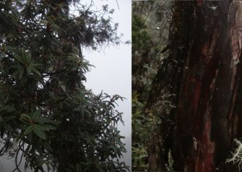 Descubren nueva especie de queñua en el Bosque de Protección Pui Pui