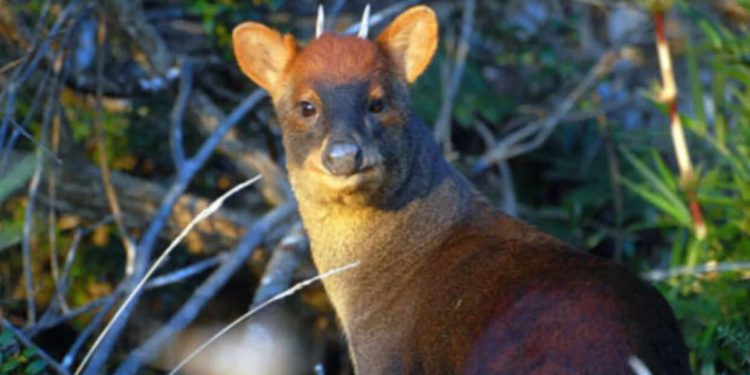 Científicos descubren una nueva especie en el hábitat peruano