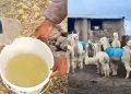 Lago congelado y alpacas con chompas: así llega el invierno a un pueblo de Arequipa