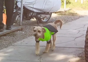 ‘Barbas’, el perro policía de Chiclayo
