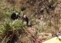 Tres profesores fallecen al caer camioneta a un abismo