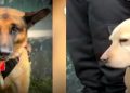 Dos perritos policías pasaron al retiro tras ocho años de servicio