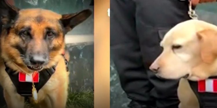 Dos perritos policías pasaron al retiro tras ocho años de servicio