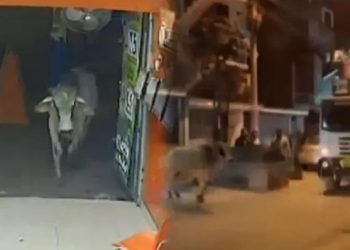 Toro escapó de camión e hizo correr de miedo a los vecinos tras descontrolarse