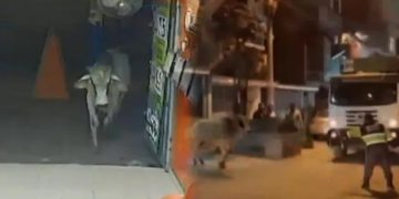 Toro escapó de camión e hizo correr de miedo a los vecinos tras descontrolarse