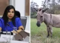 Perú exportará carne de burro a China, y no es broma