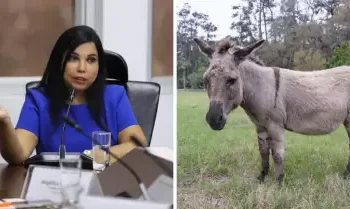 Perú exportará carne de burro a China, y no es broma