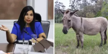 Perú exportará carne de burro a China, y no es broma