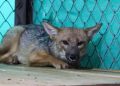 Por primera vez el PJ reconoce los derechos de un animal y falla a favor del zorrito ‘Run Run’