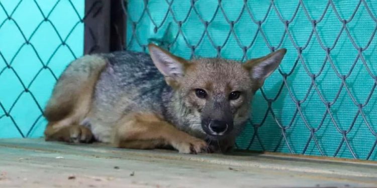 Por primera vez el PJ reconoce los derechos de un animal y falla a favor del zorrito ‘Run Run’