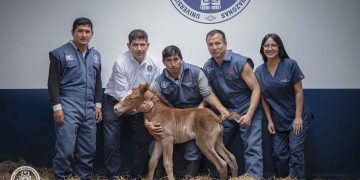 ¡Histórico! Perú logra el primer clon de caballo peruano de paso