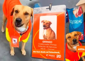 Incorporan como colaborador a perrito ‘gringo’ que salvó de asalto a trabajadora de grifo