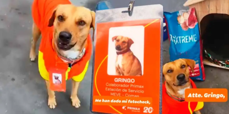 Incorporan como colaborador a perrito ‘gringo’ que salvó de asalto a trabajadora de grifo