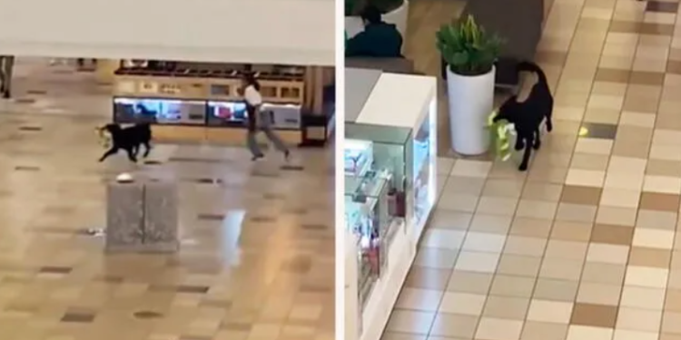 Perrito se roba peluche de tienda y hace correr a vendedora por todo el centro comercial