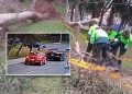 Árbol cae sobre peatón que esperaba cruzar la pista y hombre pierde la vida