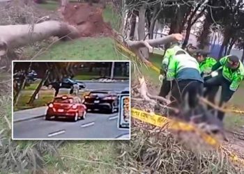 Árbol cae sobre peatón que esperaba cruzar la pista y hombre pierde la vida