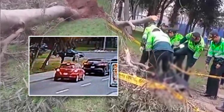 Árbol cae sobre peatón que esperaba cruzar la pista y hombre pierde la vida