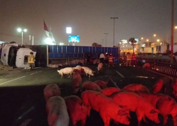 Tráiler que transportaba cerdos chocó con cisterna y se volcó en la Panamericana Sur