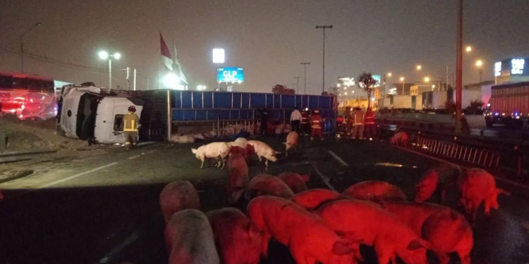 Tráiler que transportaba cerdos chocó con cisterna y se volcó en la Panamericana Sur