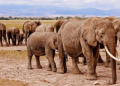 Sacrificarán a 200 elefantes para combatir escasez de alimentos por la peor sequía que vive áfrica